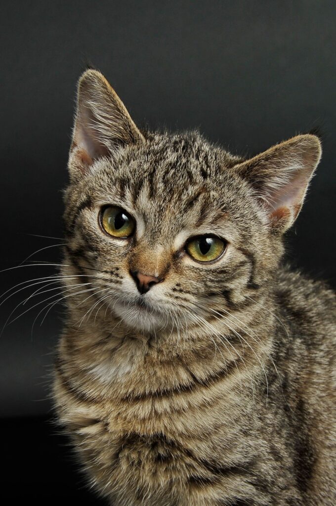 A serious tabby cat staring at the camera on a dark background, like a code reviewer